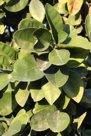              Sun leaves (Riverside, CA)       