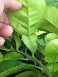              Petiole (Winter Haven, FL)       