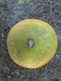              Fruit (Winter Haven, FL)       