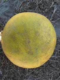              Fruit (Winter Haven, FL)       