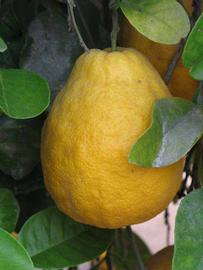            Fruit (Riverside, CA)   