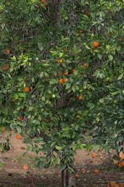            Habit (Riverside, CA)   