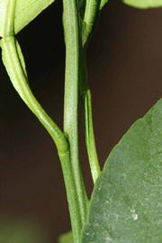            First year twig (Riverside, CA)   