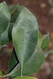              Unifoliolate leaf (Riverside, CA)       