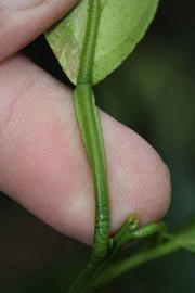              Petiole (Riverside, CA)       