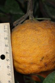            Fruit (Riverside, CA)   