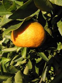              Fruit (Winter Haven, FL)       