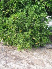              Habit (Winter Haven, FL)       