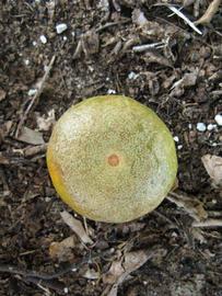              Fruit (Winter Haven, FL)       