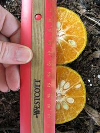              Fruit cross-section (Winter Haven, FL)       