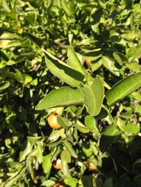              Sun leaves (Winter Haven, FL)       