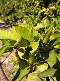            Sun leaves (Winter Haven, FL)   
