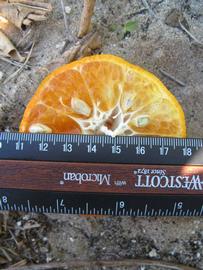              Fruit cross-section (Winter Haven, FL)       