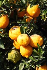              Fruit (Riverside, CA)       