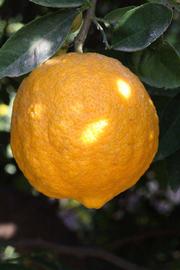              Fruit of  Citrus karna        (Karna, Riverside, CA)       