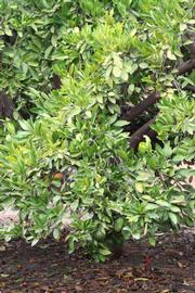            Habit (Riverside, CA)   