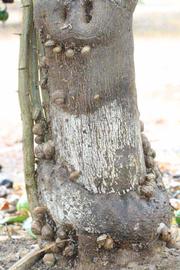            Bark (Riverside, CA)   