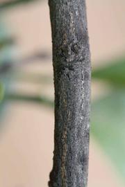              Second - third year twig (Riverside, CA)       