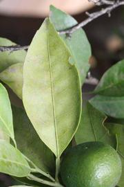              Unifoliolate leaf (Riverside, CA)       