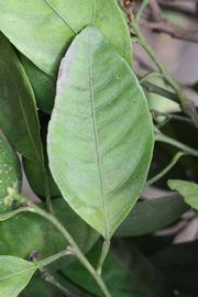              Unifoliolate leaf (Riverside, CA)       