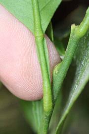              Petiole (Riverside, CA)       