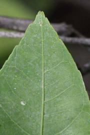              Margin (Riverside, CA)       