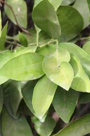              Sun leaves (Riverside, CA)       