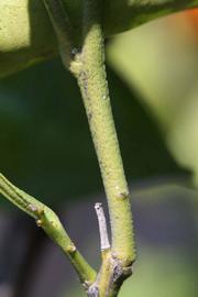              First year twig (Riverside, CA)       