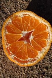              Fruit cross-section (Riverside, CA)       