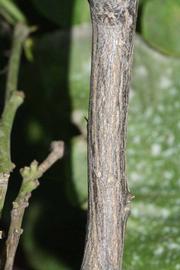              Second - third year twig (Lindcove,   CA)       