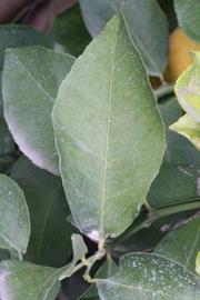              Unifoliolate leaf (Lindcove, CA)       