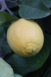              Fruit (Lindcove, CA)       