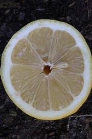              Fruit cross-section (Lindcove, CA)       
