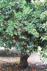            Habit (Riverside, CA)   