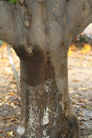            Bark (Riverside, CA)   