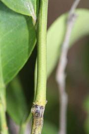            First year twig (Riverside, CA)   