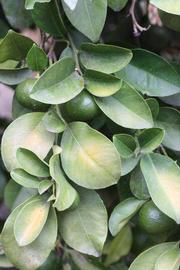              Sun leaves (Riverside, CA)       