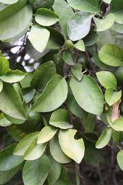              Sun leaves (Riverside, CA)       