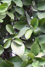              Sun leaves (Riverside, CA)       