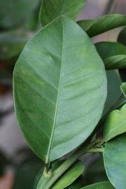              Unifoliolate leaf (Riverside, CA)       