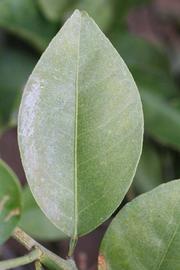              Unifoliolate leaf (Riverside, CA)       