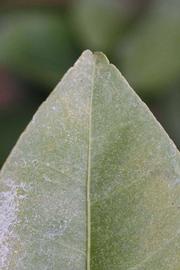              Margin (Riverside, CA)       