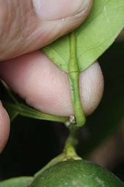              Petiole (Riverside, CA)       