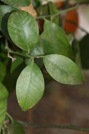              Shade leaves (Riverside, CA)       