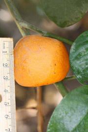            Fruit (Riverside, CA)   