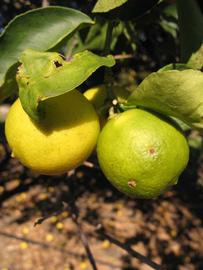            Fruit (Key, Winter Haven, FL)   