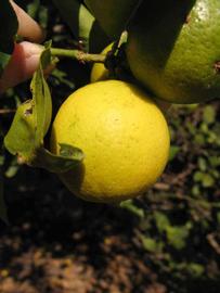            Fruit (Key, Winter Haven, FL)   