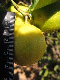            Fruit (Key, Winter Haven, FL)   