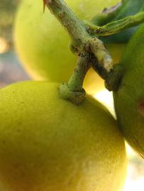            Fruit (Key, Winter Haven, FL)   
