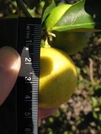            Fruit (Key, Winter Haven, FL)   